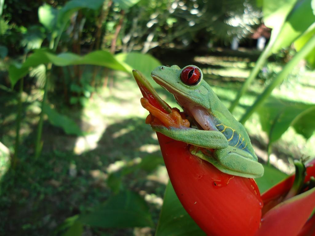Cabinas Iguana Cahuita Ngoại thất bức ảnh